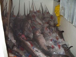 Alimenti, sequestrati 57 km di spadare illegali e 3.754 kg pesce