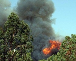 Incendi, oggi 42 roghi, Campania la Regione più colpita