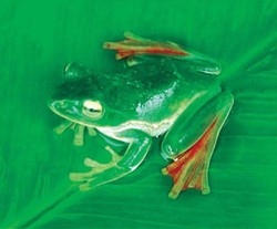 Centinaia nuove specie animali scoperte nell’Himalaya orientale