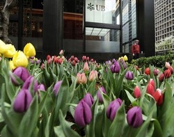Usa/ Tra 48 ore scade scudo fiscale, Nyt: o pagare o rischiarsela