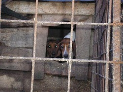 Animali/ Contro randagismo e traffici sequestrati 13.157 cani