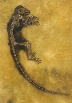 Paleontologia/ Fossile “Ida” non  è anello mancante