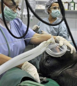 Trapianto di utero: forse possibile entro due anni