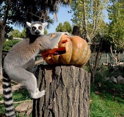 Halloween/Tutti festeggiano,anche a Bioparco.Ma portafogli piange