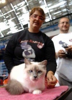 Animali/ A Roma ‘MagnifiCat 2009’, mascotte la ‘supermamma gatta’