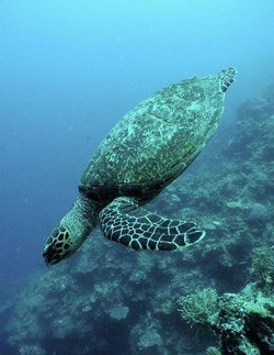Animali/ Per Natale si possono adottare delfini e tartarughe
