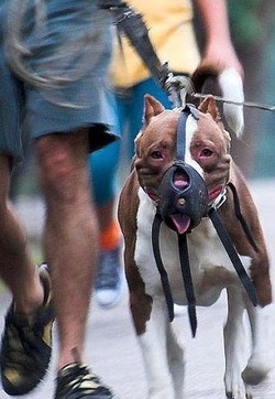 Gattini vivi in pasto al suo pitbull: 7 mesi di carcere