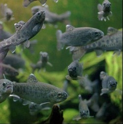 Ambiente/ Marevivo:disastro Lambro,10mila specie marine a rischio