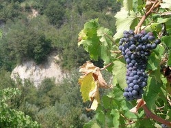 Vini/ Svelato Dna della bacca dell’Amarone della Valpolicella