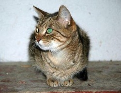 Animali/ 70 gatte sopravvivono a sperimentazione:saranno adottate