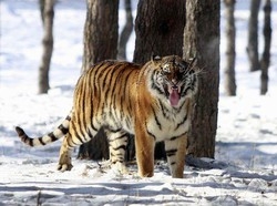 Cina/ Zoo dell’orrore, ossa di tigre come siero contro impotenza