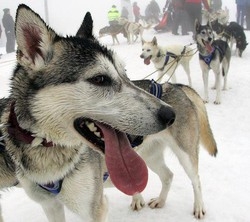 I cani furono addomesticati per la prima volta in medio oriente