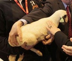 Pasqua/ Un menù senza agnello? Si può fare, parola della Lav