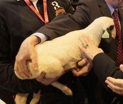 Pasqua/ Sulle nostre tavole 4 mln agnelli, Aidaa: è una mattanza