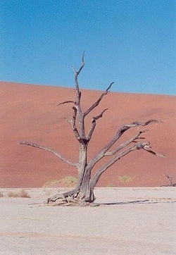 Legambiente: 27% territorio italiano a rischio desertificazione