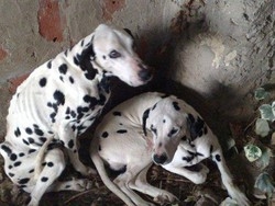 Caltanissetta, abbandona 2 cani: tribunale lo multa di 2mila euro