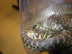 Un serpente si aggira davanti stazione Termini: catturato