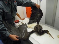 Primo giorno caccia: strage specie protette. Uccisa cicogna nera