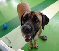 Animali/ In 4 mesi oltre 4mila segnalazioni di cani maltrattati
