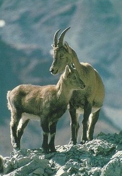 Wwf: Allarme per smembramento parco Nazionale dello Stelvio