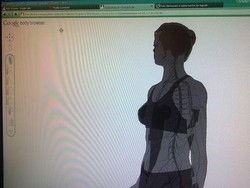 Arriva Google Body, viaggio dentro il corpo umano