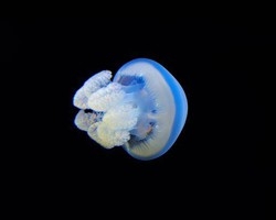 Il clima cambia e le meduse diventano ‘stanziali’