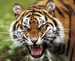 Cina/ Al bando circo con animali e gli show cruenti negli zoo