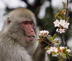 Il macaco dispettoso, la nuova primula rossa del Giappone