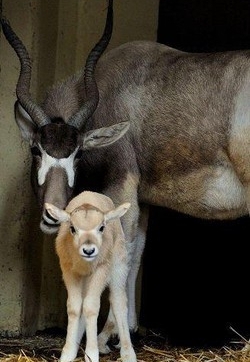 Un cucciolo di una rarissima antilope africana è nato al Bioparco