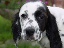 Crescono i rapimenti di cani di razza: 54mila all’anno