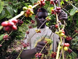 Scienza/ Nel cacao più antiossidanti che nella frutta