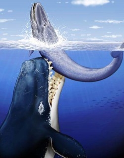 Usa/ Rinvenuta baleniera del capitano Pollard, ispirò Moby Dick