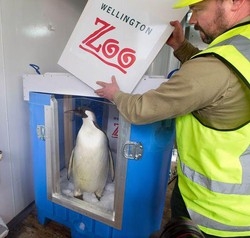 Nuova Zelanda/ Il pinguino Happy Feet, torna a casa