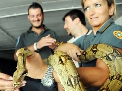 La paura per ragni e serpenti? Ci arriva dai nostri genitori