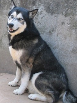 Vancouver: dopo le Olimpiadi massacrati 100 cani husky