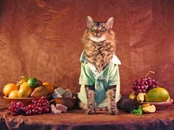 Imparare a vivere dai gatti? S&igrave;, con pi&ugrave; relax e indipendenza