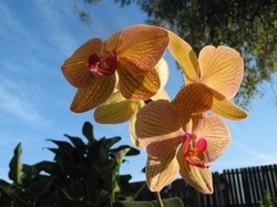 Orchidee&nbsp;i&nbsp;fiori pi&ugrave; sexy Preferite anche dagli insetti