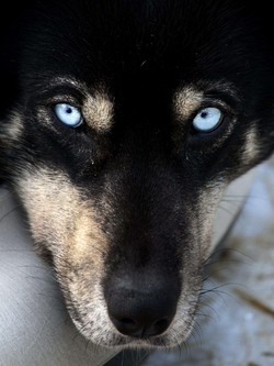 Cani abbaiano, padroni in cella Enpa: gli animali sono maltrattati