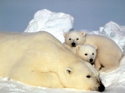 Riscaldamento globale Orsi polari a rischio