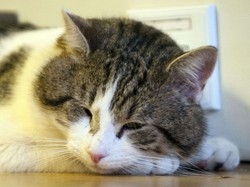 Il gatto di Downing Street: a quando il primo topo?