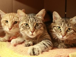 Appuntamenti di domenica 20 Expo felina mondiale a Zanica