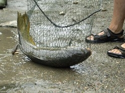 Moria di pesci nel lago Allarme carassi a Varese