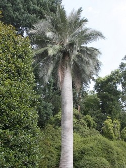 Torna il killer delle palme: si combatte per decreto