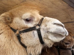 Vietare anche a Varese i circhi con gli animali?