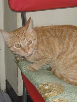 I gatti&nbsp;preferiscono le donne: le fusa dedicate a loro