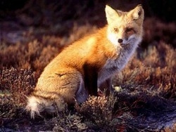 Gli animali tirano un sospiro Arrivano i corridoi ecologici