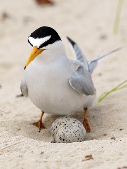 Ascoltate le voci degli animali Capirete come cambia il clima