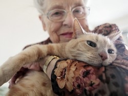 Un microchip anche per i gatti “Cos&igrave; si censiscono e si ritrovano”