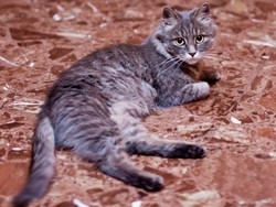 Micio veglia la padrona morta Lo salvano vigili e volontari