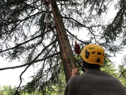 S&igrave;, dormono sugli alberi E li scalano per passione